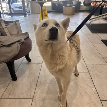 Stinky Dawg - Pet Groomers Near Me - San Marcos, Texas Stinky Dawg - Pet Groomers Near Me - San Marcos, Texas