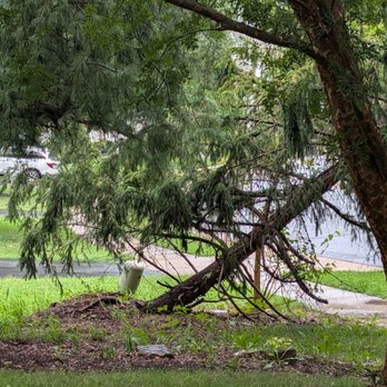 Rocky's Landscaping - Tree needing removal - Tree Services Near Me