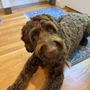 Companion Pet Sitting