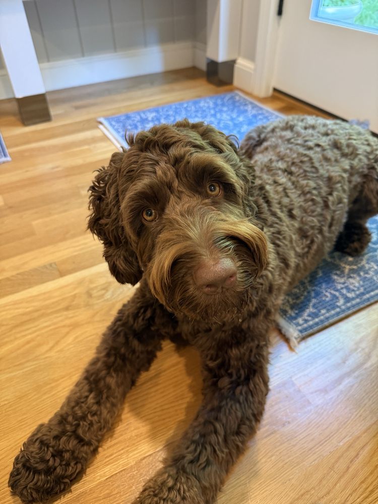 Companion Pet Sitting - pet boarding facility in Northborough, MA