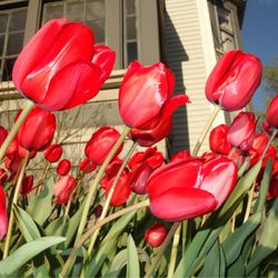 Village Dental Care - Tulips