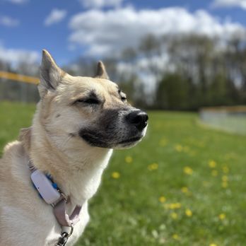 Doggie Paws - Lola after her last visit! - Pet Groomers Near Me - Sparta, Michigan