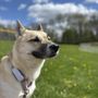 Photo of Doggie Paws