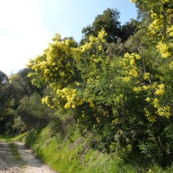 Collines des mimosa - Mimosen...
