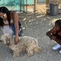 Photo of Val Vista Pet Hotel