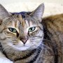 Photo of Ellen M Gifford Cat Shelter