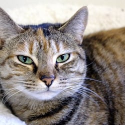 Ellen M Gifford Cat Shelter - Brie is waiting to meet her new family.