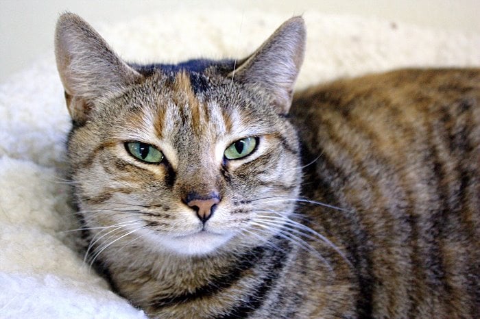 Ellen M Gifford Cat Shelter Image