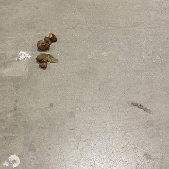 PetSmart - Dog poop right in the middle of the floor! One customer rolled a cart through it and then another customer stepped in it! - Pet Stores Near Me - Signal Hill, California