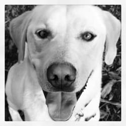 Whatcom Humane Society - Cody