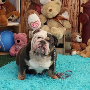 Awesome Parties & Events - Best instant dog photo service in DFW! Call us if you have a dog event coming up. - DJs Near Me Awesome Parties & Events - Best instant dog photo service in DFW! Call us if you have a dog event coming up. - DJs Near Me