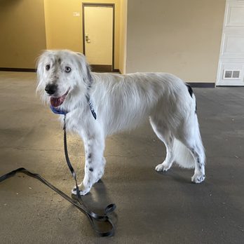 Harts Dog Grooming - My dog's fresh and new look right after grooming! He's was so happy! - Pet Groomers Near Me - San Gabriel , California Harts Dog Grooming - My dog's fresh and new look right after grooming! He's was so happy! - Pet Groomers Near Me - San Gabriel , California