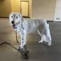 Photo of Harts Dog Grooming