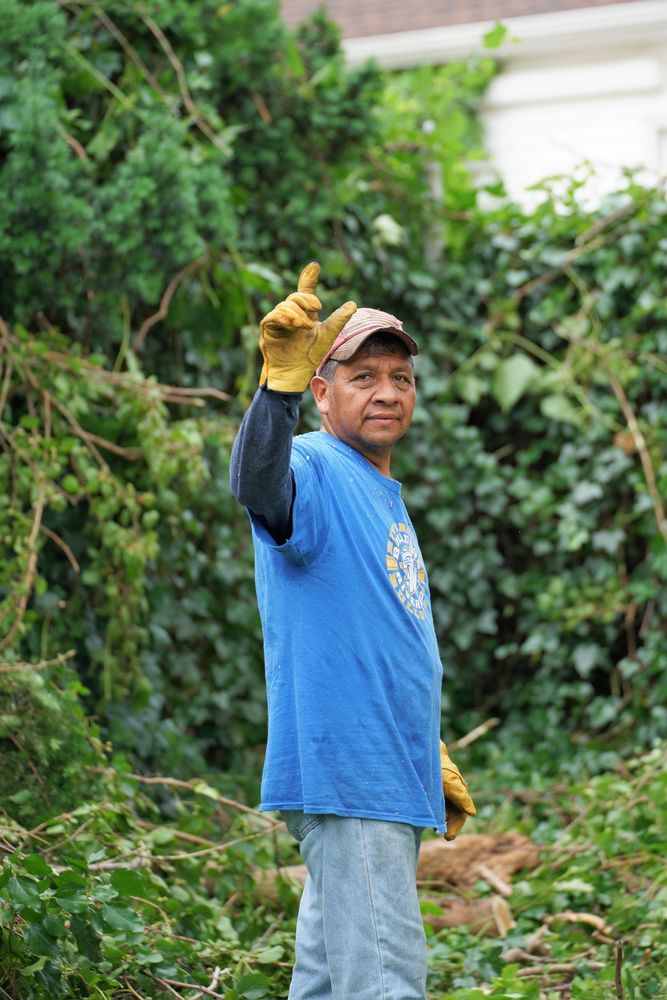 Antonio Tree Service - veterans service organization in Elmont, NY