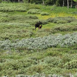 A moose cow and her calf hanging around the area. A moose cow and her calf hanging around the area.