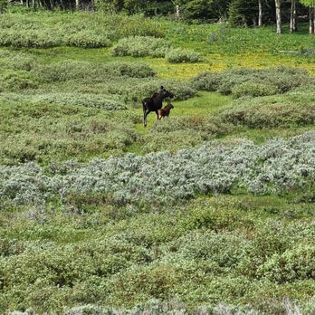 Crooked Creek Guest Ranch - A moose cow and her calf hanging around the area. - Guest Houses Near Me - Dubois, Wyoming Crooked Creek Guest Ranch - A moose cow and her calf hanging around the area. - Guest Houses Near Me - Dubois, Wyoming