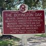 Photo of Boyington Oak