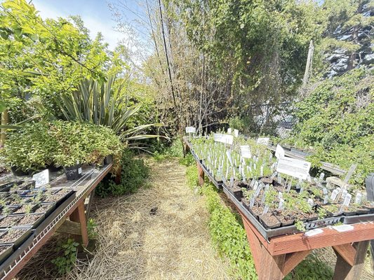 Spiral Gardens by null