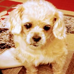 Animal Medical Clinics - This my Penny who died because of a Vet who didn't care.