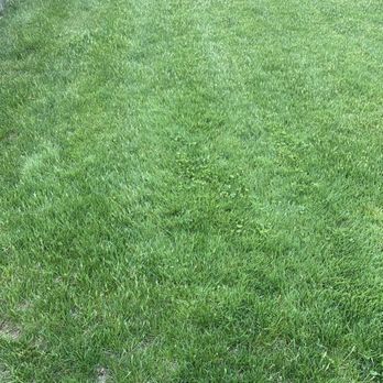 TruGreen Lawn Care - Clover throughout the lawn - Tree Services Near Me - Londonderry, New Hampshire TruGreen Lawn Care - Clover throughout the lawn - Tree Services Near Me - Londonderry, New Hampshire
