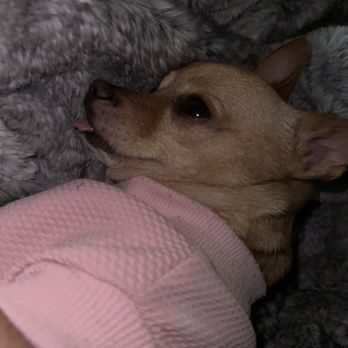Dogs Without Borders - Community Service/Non-Profit Near Me Dogs Without Borders - Community Service/Non-Profit Near Me