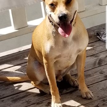 Dog Camp LA - Pet Sitting Near Me - Los Angeles, California
