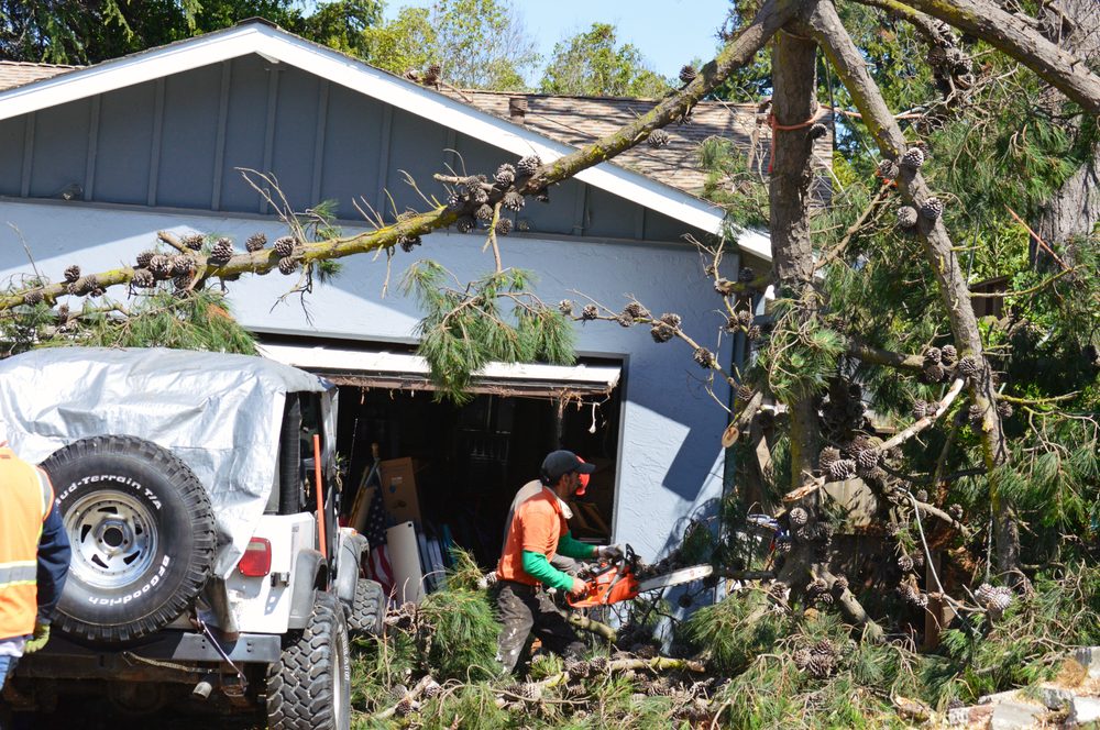 Slide of Ubaldino Tree Service