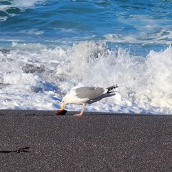 Fort Bragg Coastal Trail