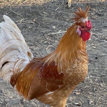 Sweet Eats Adventure Farm - Chickens roaming everywhere - Attraction Farms Near Me - Georgetown, Texas
