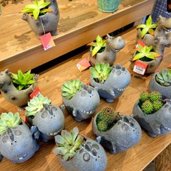 Cute dino succulents!