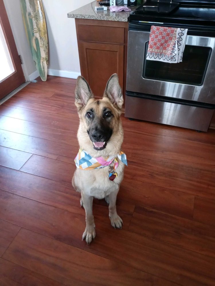 Moore Pet sitting - pet boarding facility in Tucson, AZ