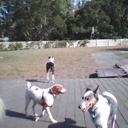 Orlando Canine Country Club - Awsome yard where staff actually play with the dogs