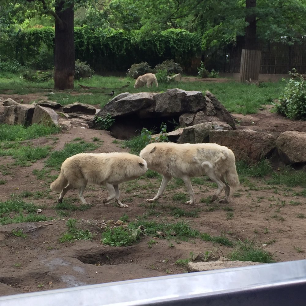 ZOO BERLIN - Direwolf - Zoos Near Me - Berlin, BE ZOO BERLIN - Direwolf - Zoos Near Me - Berlin, BE