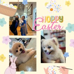 Waipahu Waikele Pet Hospital - Have a fun sleep over