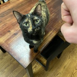 Cool Beans Cat Cafe - My first greeter