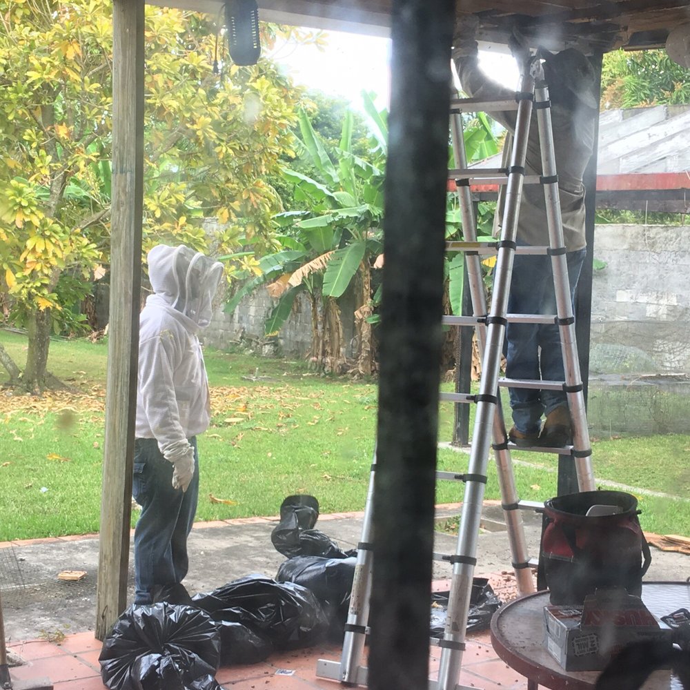 Miami Bee Removal - Six bags of bee stuff taken out - Pest Control Near Me - Miami, Florida Miami Bee Removal - Six bags of bee stuff taken out - Pest Control Near Me - Miami, Florida