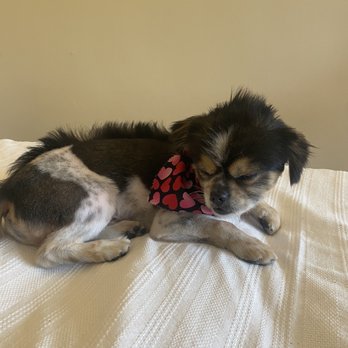 bruno's dog & cat boutique