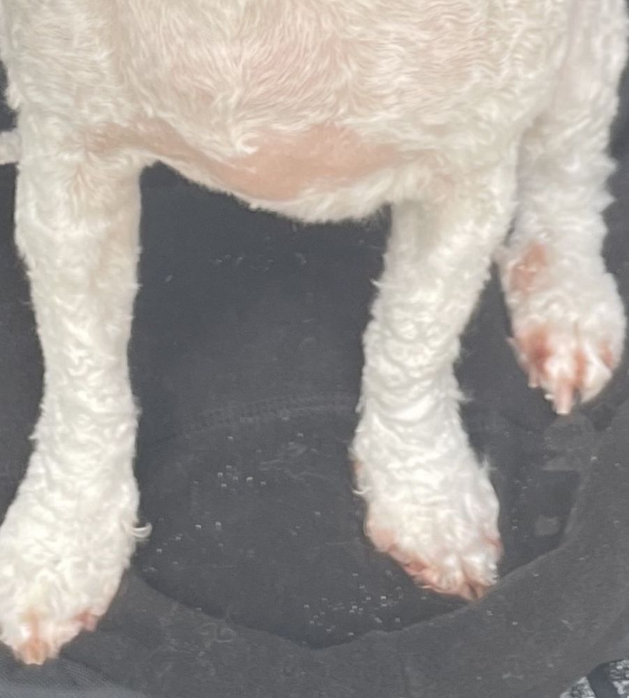 K9 SPLASH N DASH Updated August 2024 14 Photos & 31 Reviews 2876