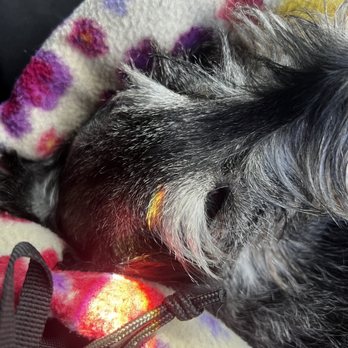 Veterinary Emergency Group - My best friend, Peanut, after he passed away due to negligent care - Emergency Pet Hospital Near Me - Denver, Colorado Veterinary Emergency Group - My best friend, Peanut, after he passed away due to negligent care - Emergency Pet Hospital Near Me - Denver, Colorado