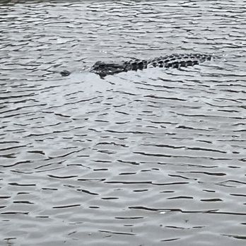 Jungle Gardens - Alligator - Botanical Gardens Near Me - Avery Island, Louisiana