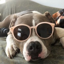 Urgent Care Pet Clinic