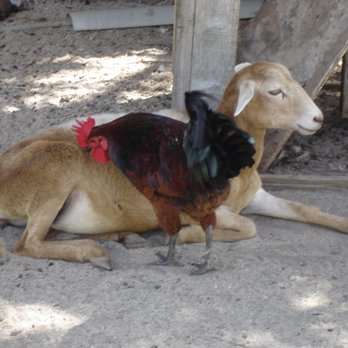 Festiva Sailing Vacations - Rooster and Goat at Oldhegg Turtle Sanctuary - Boat Charters Near Me - Tortola, Virgin Islands