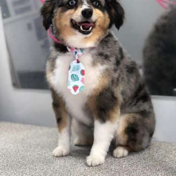 Furry Land - Lubbock - Pet Groomers Near Me