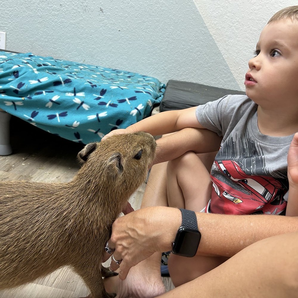 The Capybara Cafe - Grandson loved them - Themed Cafes Near Me - St. Augustine, Florida The Capybara Cafe - Grandson loved them - Themed Cafes Near Me - St. Augustine, Florida
