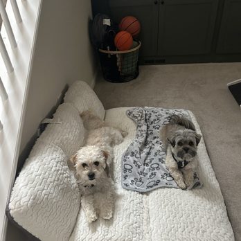 Naturally Pawsitive - Pet Training Near Me Naturally Pawsitive - Pet Training Near Me