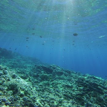 Pro Diver Maui - Scuba Diving Near Me - Kihei, Hawaii Pro Diver Maui - Scuba Diving Near Me - Kihei, Hawaii