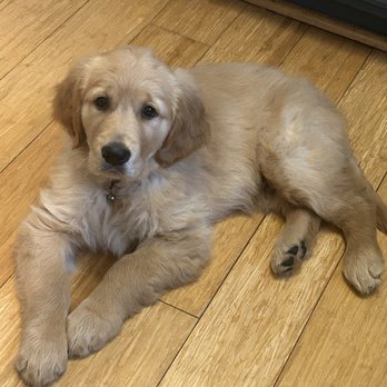 NEK Backwoods Goldens - Pet Breeders Near Me - Lunenburg, Vermont NEK Backwoods Goldens - Pet Breeders Near Me - Lunenburg, Vermont
