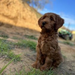 Summer Hill Labradoodles - Puppy
