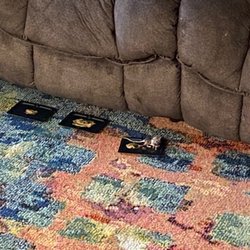Olympus Properties - The mice were eating the food off of the traps. The traps were useless because the building itself was so infested with mice.
