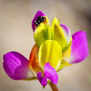 Swinging Bridge Trail - Found this adorable little jumping spider on a beautiful Harlequin lupine (my new fave flower lol) along the trail! (June 2025) - Hiking Near Me - Fish Camp, California Swinging Bridge Trail - Found this adorable little jumping spider on a beautiful Harlequin lupine (my new fave flower lol) along the trail! (June 2025) - Hiking Near Me - Fish Camp, California